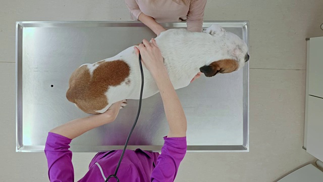 兽医用听诊器检查英国斗牛犬的心跳和肺视频素材