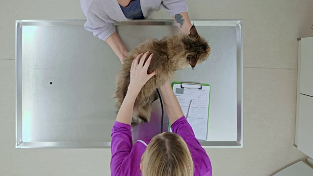 上面，女兽医在检查台上听着猫的心脏和肺视频素材