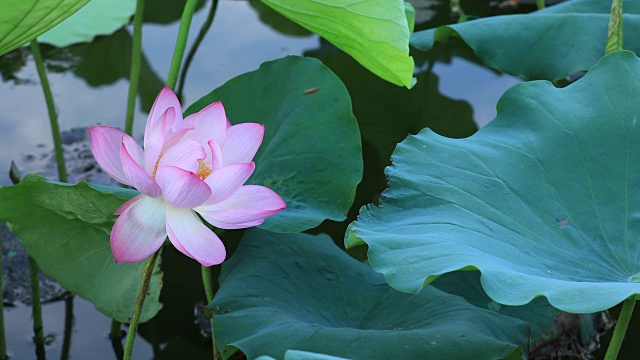 池塘里美丽的粉红色荷花和绿色的叶子视频下载