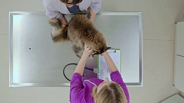 一位妇女带着她的猫去看兽医，把它放在检查台上进行健康检查视频素材