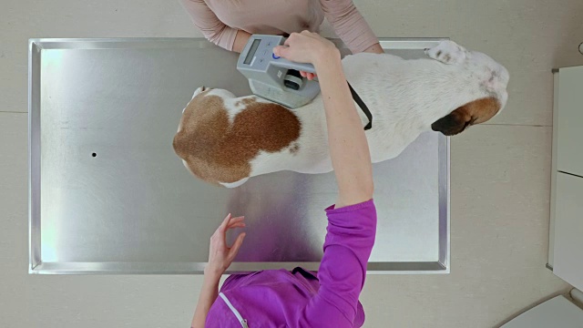 在兽医检查台上，一只英国斗牛犬正在寻找芯片视频素材