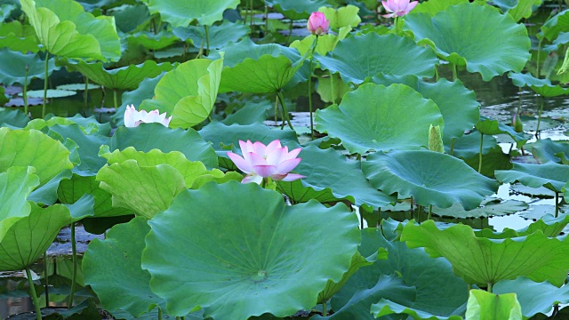 池塘里美丽的粉红色荷花和绿色的叶子视频素材
