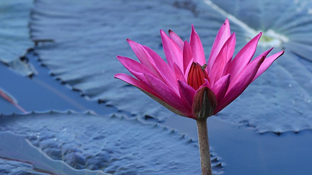 蜜蜂在池塘里粉红色荷花的绿叶上采蜜视频素材