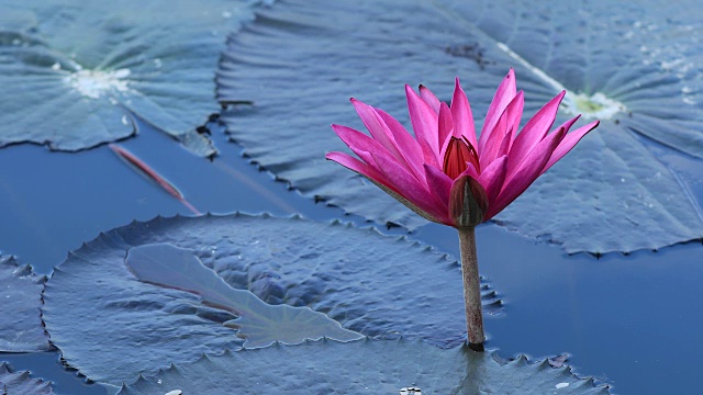 蜜蜂在池塘里粉红色荷花的绿叶上采蜜视频素材