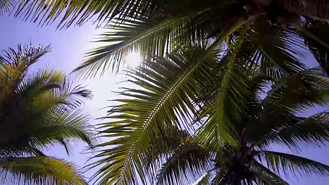 加勒比海滩椰树，天堂假日背景，视频4k视频素材