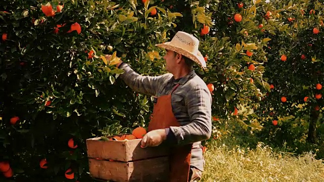 农民从柑桔园采摘成熟的橙子视频素材
