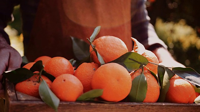 农民在果园里提着装满橘子的木篮子视频素材