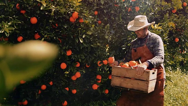农民在春天从桔子树上采摘新鲜的桔子视频素材