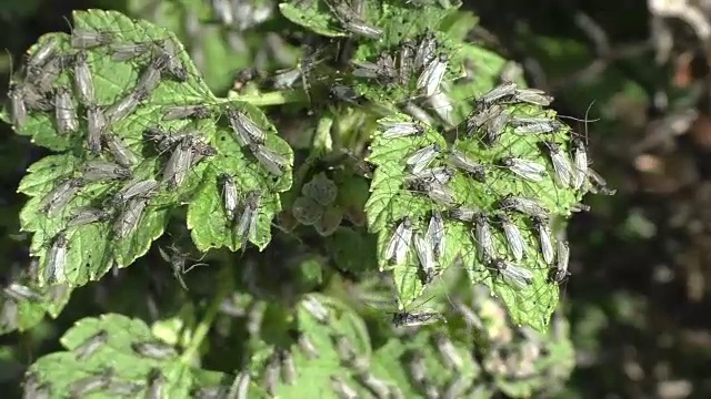 绿叶上成群的蚊子视频素材