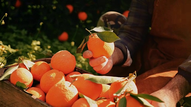 从果园中采摘和检验新鲜橙子的农民视频素材