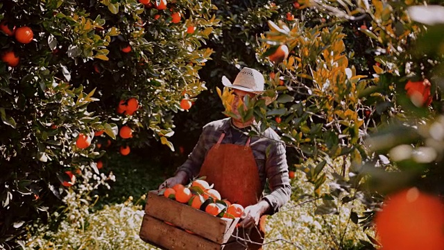 快乐的农民在果园里拿着装满橘子的木篮子视频素材