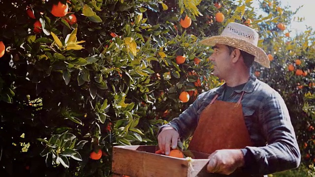 农夫在春天阳光明媚的日子里采摘新鲜的橘子视频素材