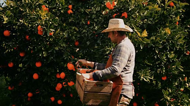 农民采摘橙子，把它们放在木篮子里视频素材