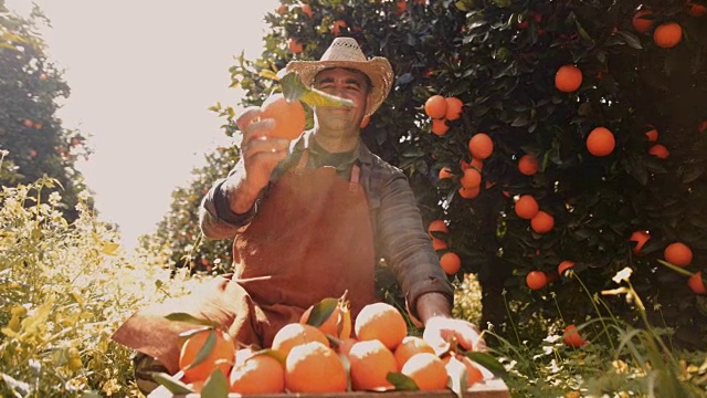 农民在看果园里的新鲜橙子视频素材