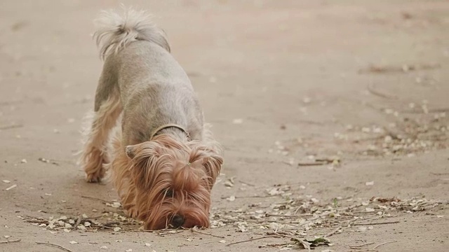约克郡犬嗅嗅在地上寻找一只狗本能慢动作视频，以生活方式棕色为背景。宠物狗的概念视频素材