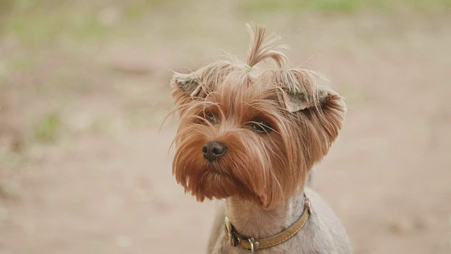 约克郡犬看着摄像机在一个头部拍摄的慢动作视频，在一个棕色的背景。生活方式宠物狗概念视频素材