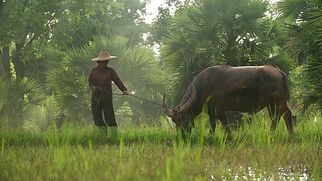 亚洲农民与他的狗和水牛在稻田里工作。视频素材