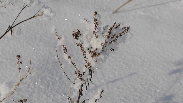 在干燥的田野植物上的蓬松的小雪视频素材