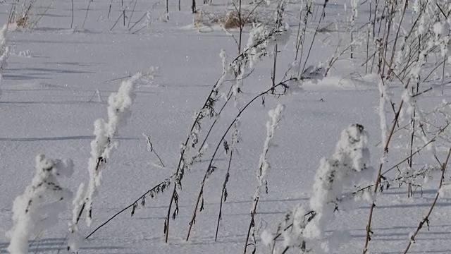 在干燥的田野植物上的蓬松的小雪视频素材