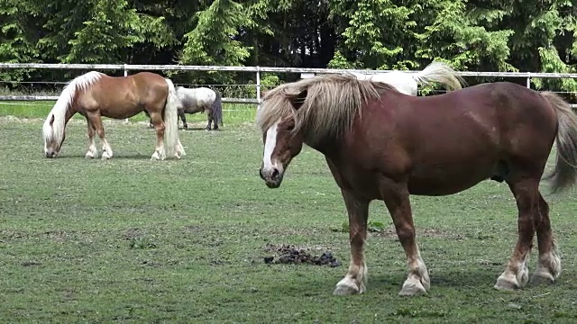 在绿色草地上吃草的马。马吃东西的肖像视频素材