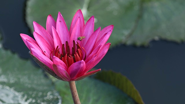 蜜蜂在池塘里粉红色的荷花上采蜜视频素材
