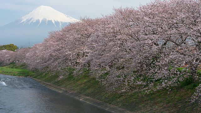 富士山上樱花盛开视频下载