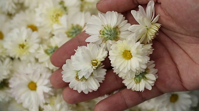 菊花花，茶叶在农民手中视频下载