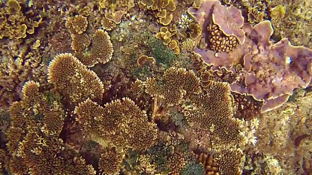 水下珊瑚礁-巴厘岛视频下载