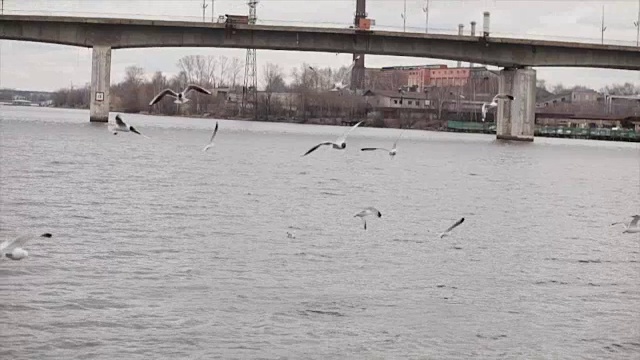 河上慢动作的海鸥视频素材