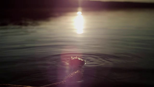 在湖里冷却。日落视频素材