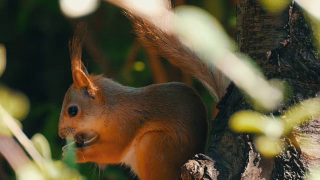 一只小红松鼠的幼崽躲在树枝里吃坚果视频素材