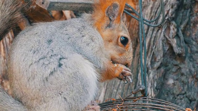 一只灰色的小松鼠，红色的尾巴和耳朵吃坚果在树林背景近景视频素材