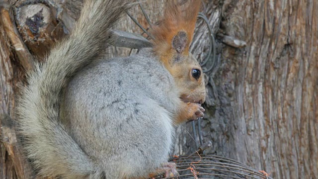 一只长着红色尾巴和耳朵的灰色小松鼠在树林里吃坚果视频素材