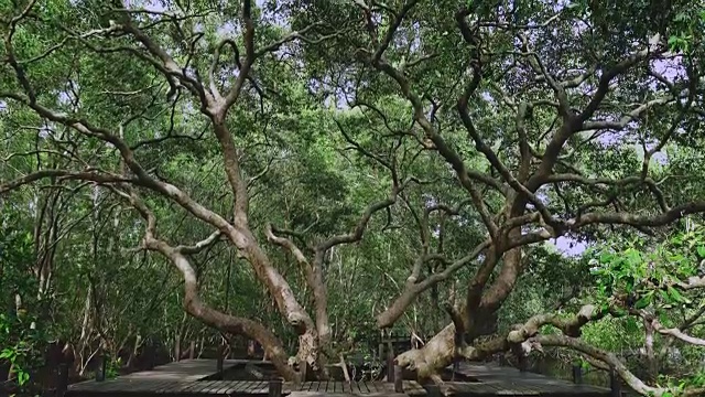 泰国罗勇的红树林步道视频下载
