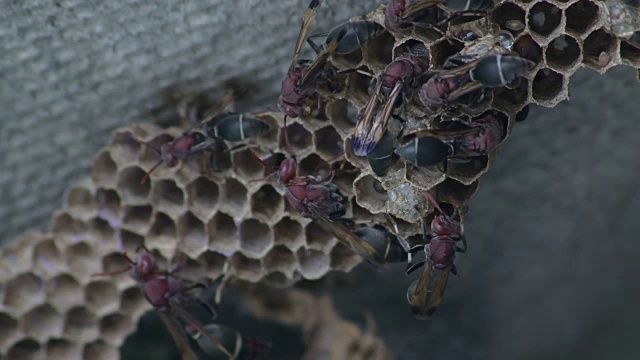 大黄蜂昆虫危险视频素材