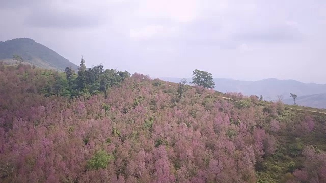 鸟瞰山上樱花的鸟鸣视频素材