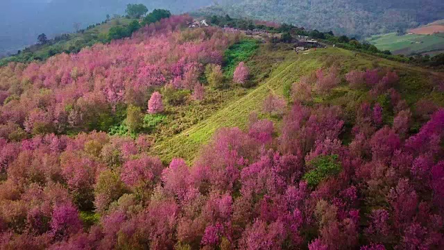 鸟瞰山上樱花的鸟鸣视频素材