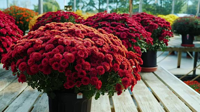 木柜台上放着红菊花的花盆。苗圃、花卉销售理念视频下载