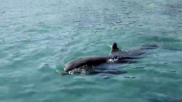 海豚在水里。视频素材