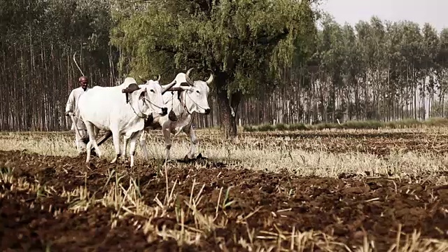 农民用木犁犁地视频下载