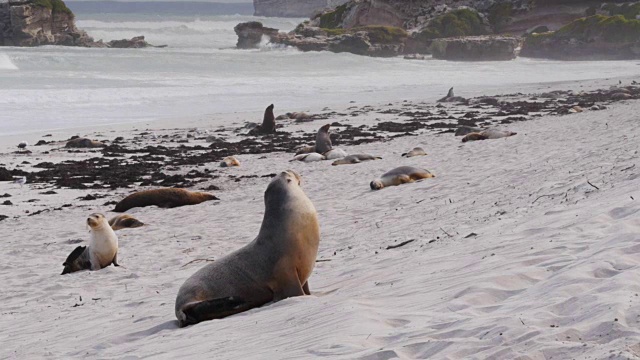 海狮在海滩视频素材