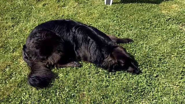 草地上的黑色拉布拉多狗视频下载