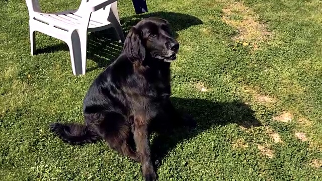 草地上的黑色拉布拉多犬视频下载