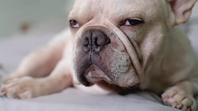 狗狗生活:近距离观察法国斗牛犬的脸。狗看起来很疲倦，很困，他躺在床上。努力工作和失眠的概念视频下载
