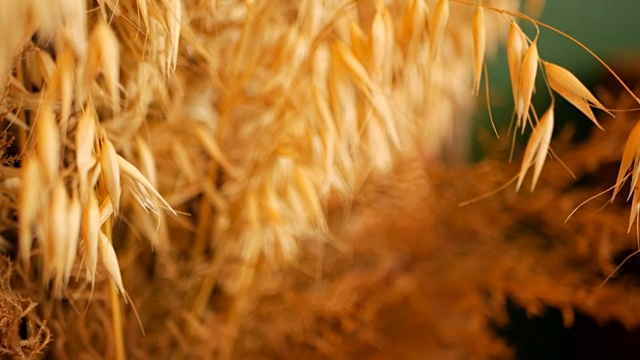 特写的静物耳朵作为背景。干燥的金色谷物穗的芳香。视频素材