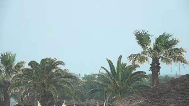 棕榈树在热带风暴的强风中摇曳。飓风暴雨。强热带风暴视频素材