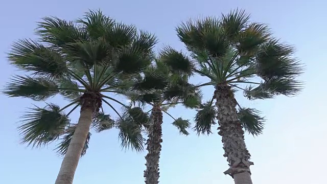 棕榈树在蓝天的背景。视频素材