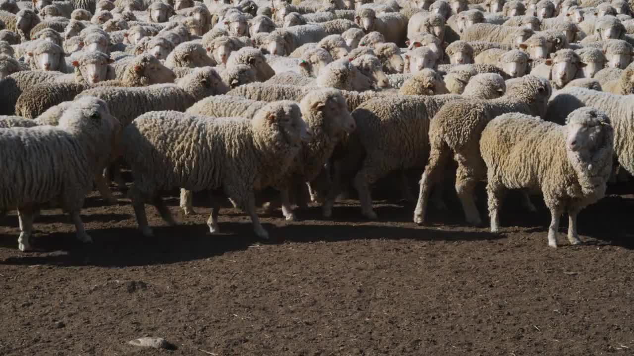 新西兰坎特伯雷奥塔哥中部农场的未剪毛美利奴羊视频下载