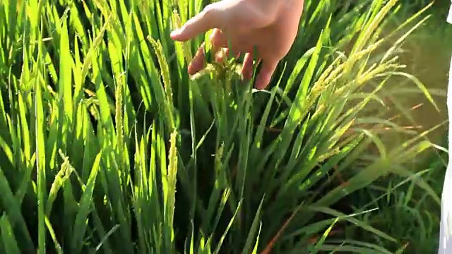 手触摸在绿色的稻田背景，巴厘岛，印度尼西亚。近距离视频购买