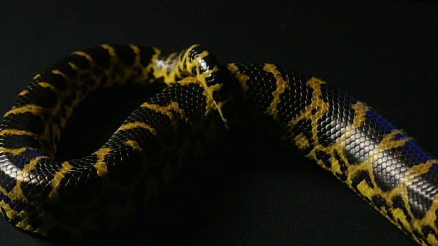 黄蛇结视频素材